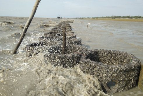 Oysters have settled on concrete rings