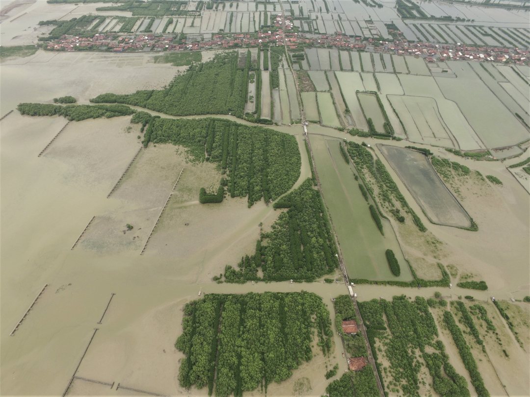 Coastal mangrove restoration project Demak, Java
