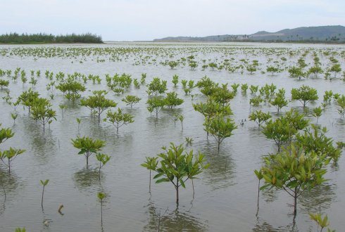 Young mangroves along coast of Java