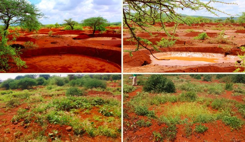 Four stages of a bund that brings back vegetation in an arid area
