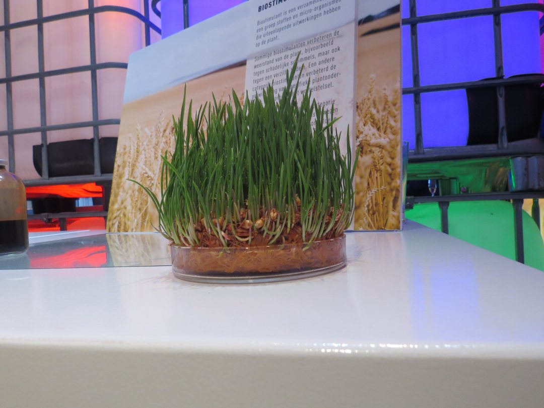 Seed protection by Kaumera, extracted from sewage sludge.