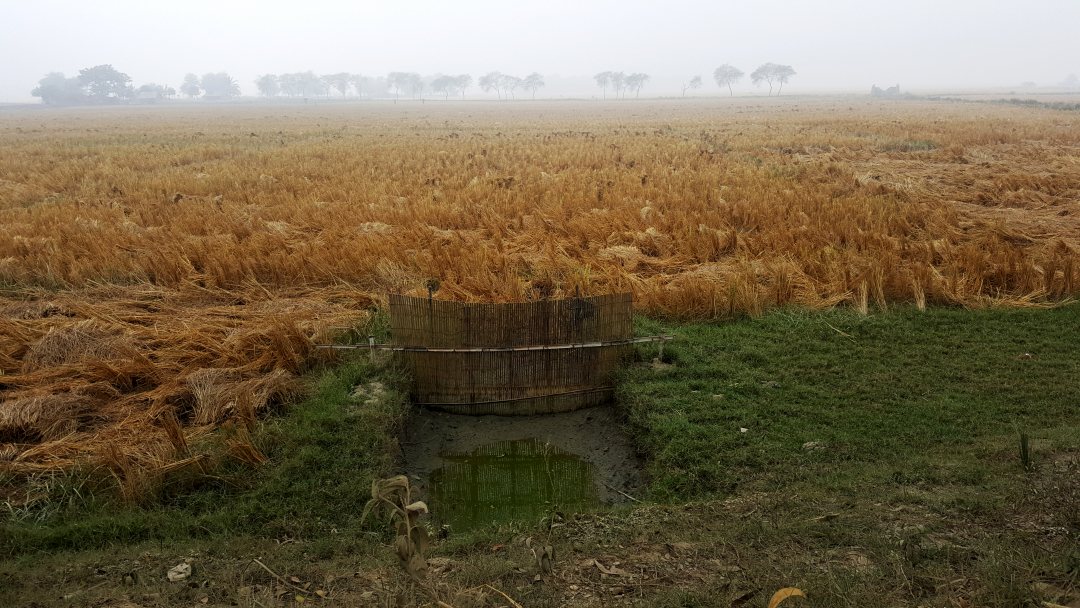 View of an agricultural area in Bangladesh