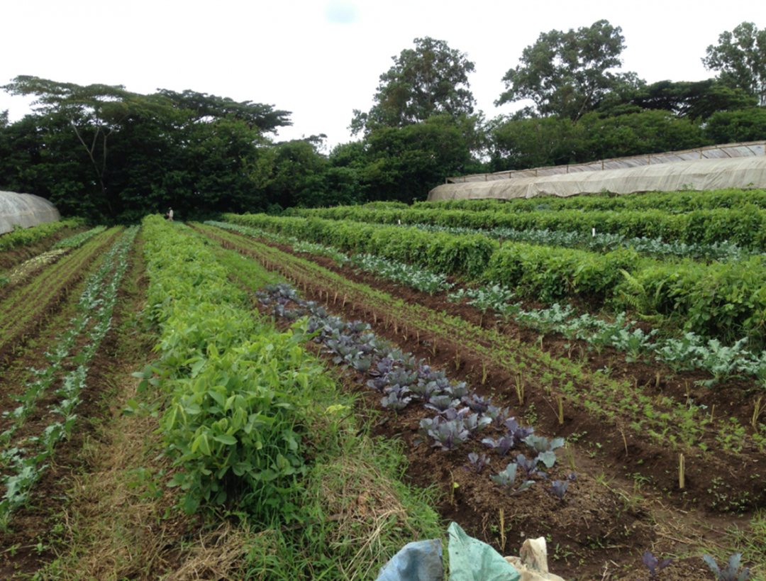 Combination of local food production and rainforest preservation as part of the Ridge-to-Coast project, Philippines