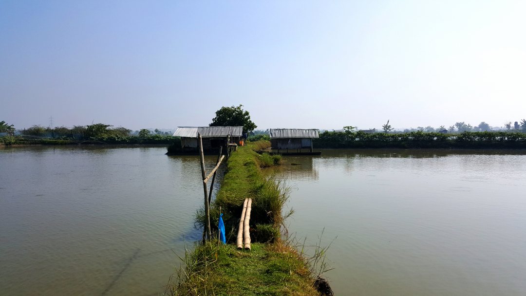 Shrimp farming Bangladesh