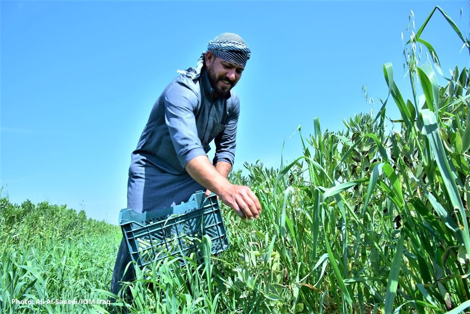 Iraq farmer learning modern agricultural techniques using less water (photo: UN IOM twitter)