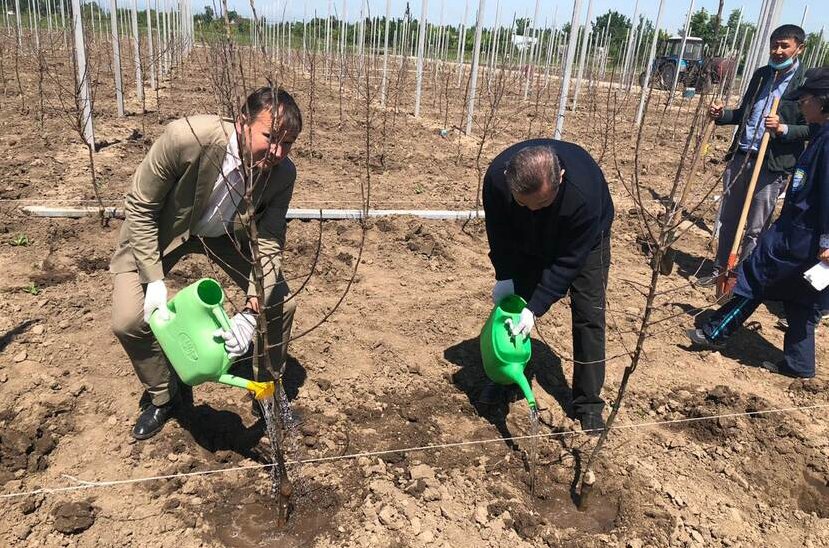Planting of young fruit trees at orchard in Kazakhstan by Dutch Fruit Solutions