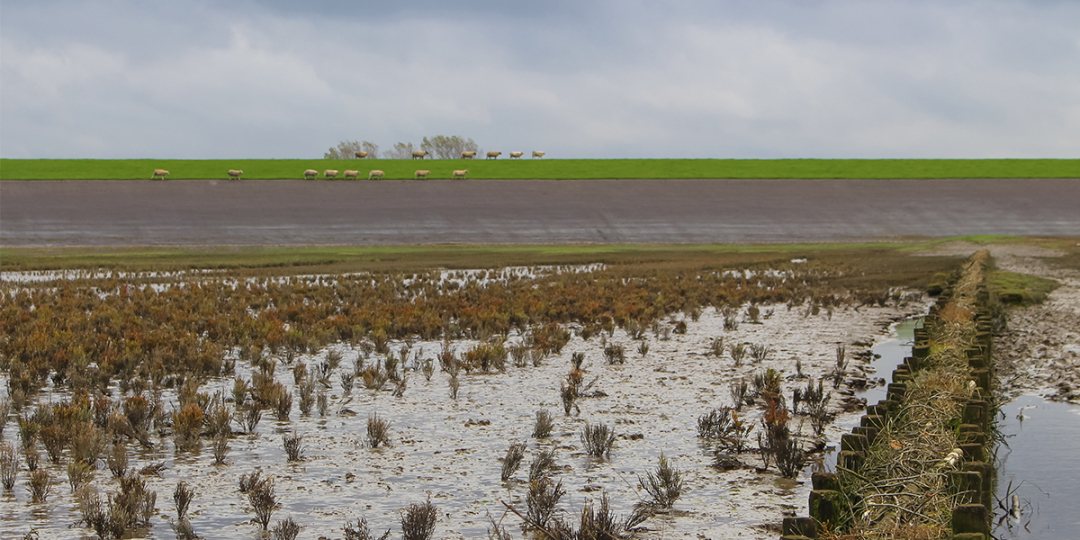Salt marshes along the Dutch Wadden Sea coast.