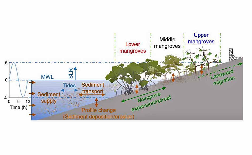 Scheme of impact sea level rise on coastal mangroves