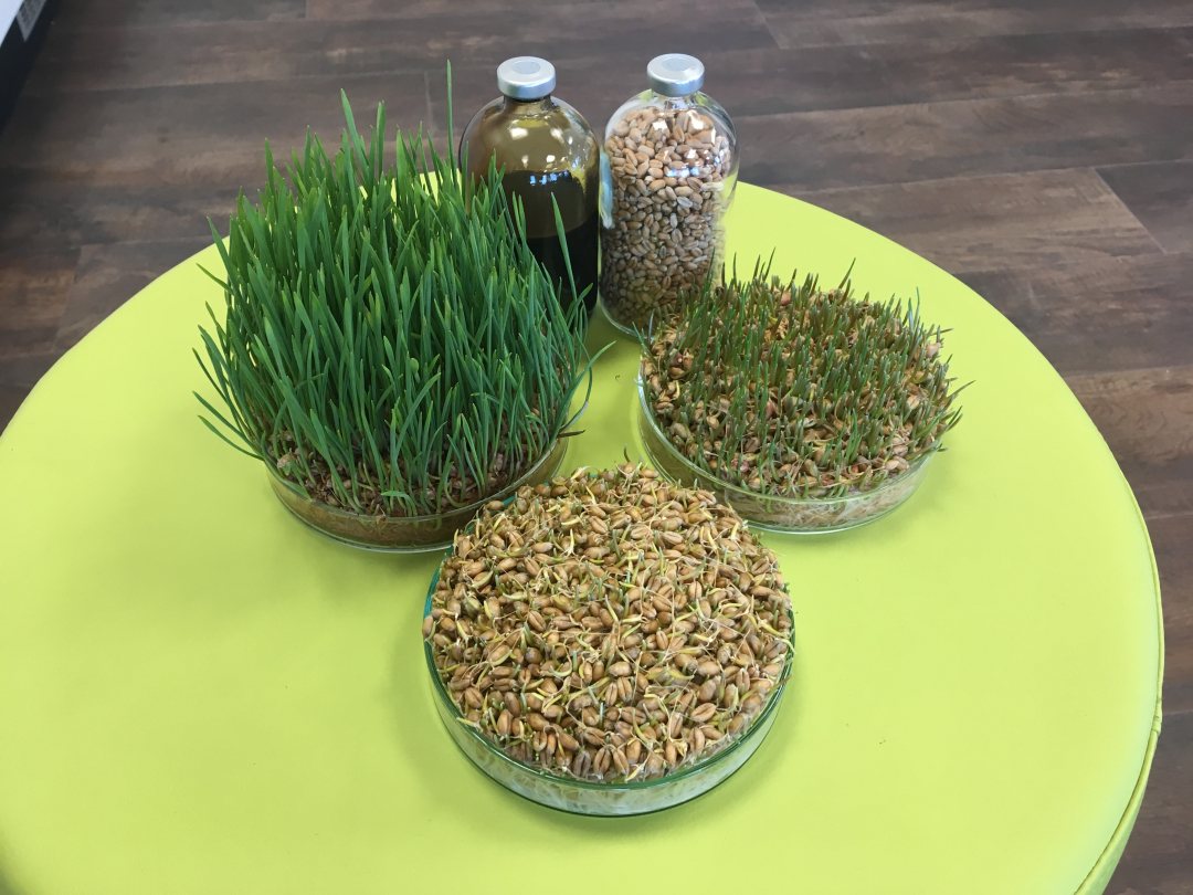 Application of biobased polymer Kaumera to prtect seeds