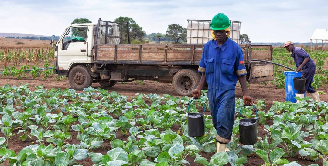 African smallholder farmers at work using less water while increasing their yield