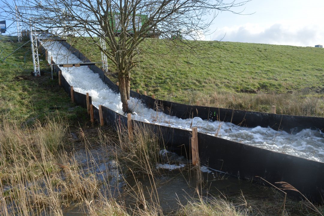 Configuration to test potential erosion around a tree at the toe of a levee along the Scheldt river