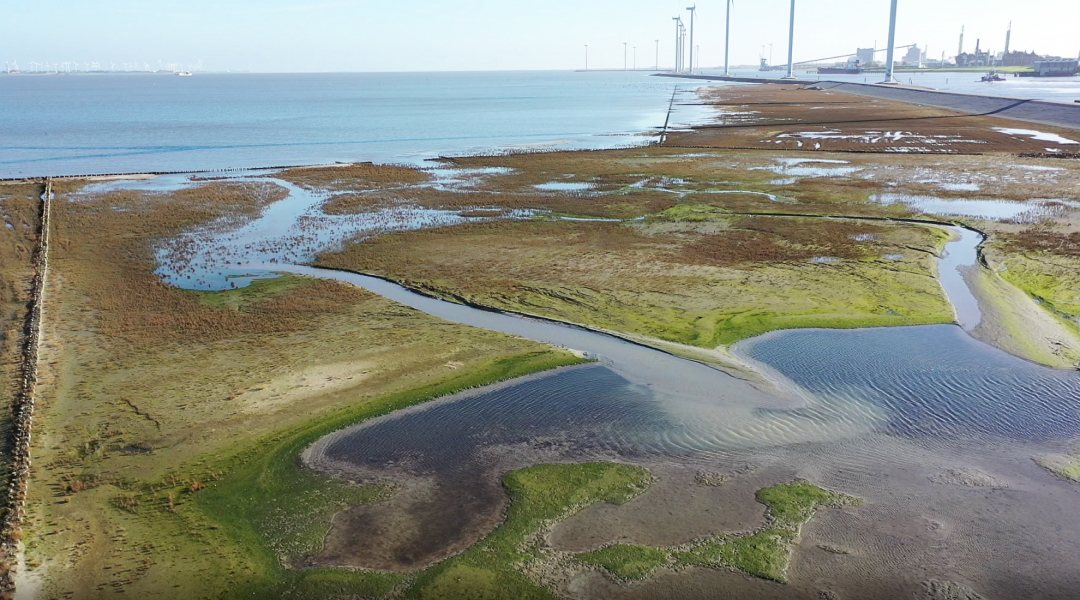 Salt marches in front of sea levee near Delfzijl, the Netherlands