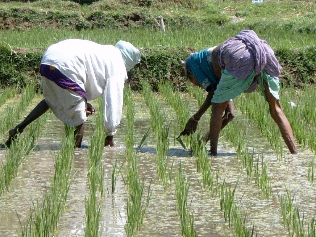 Field workers in Indian rice paddy