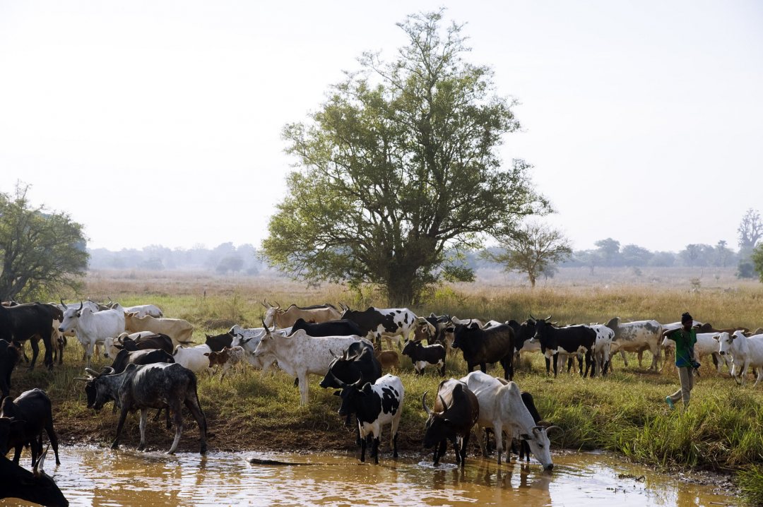 Cows at a pond in Mali