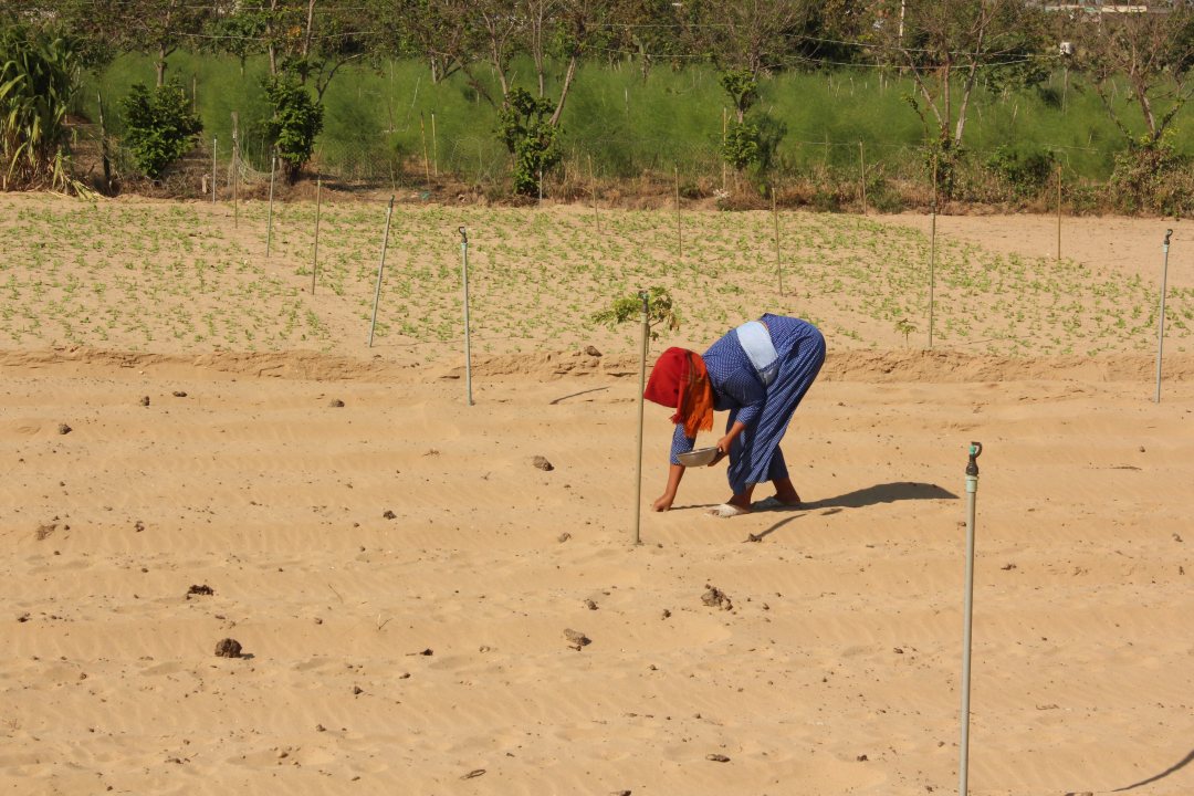 Agricultural field in Vietnam