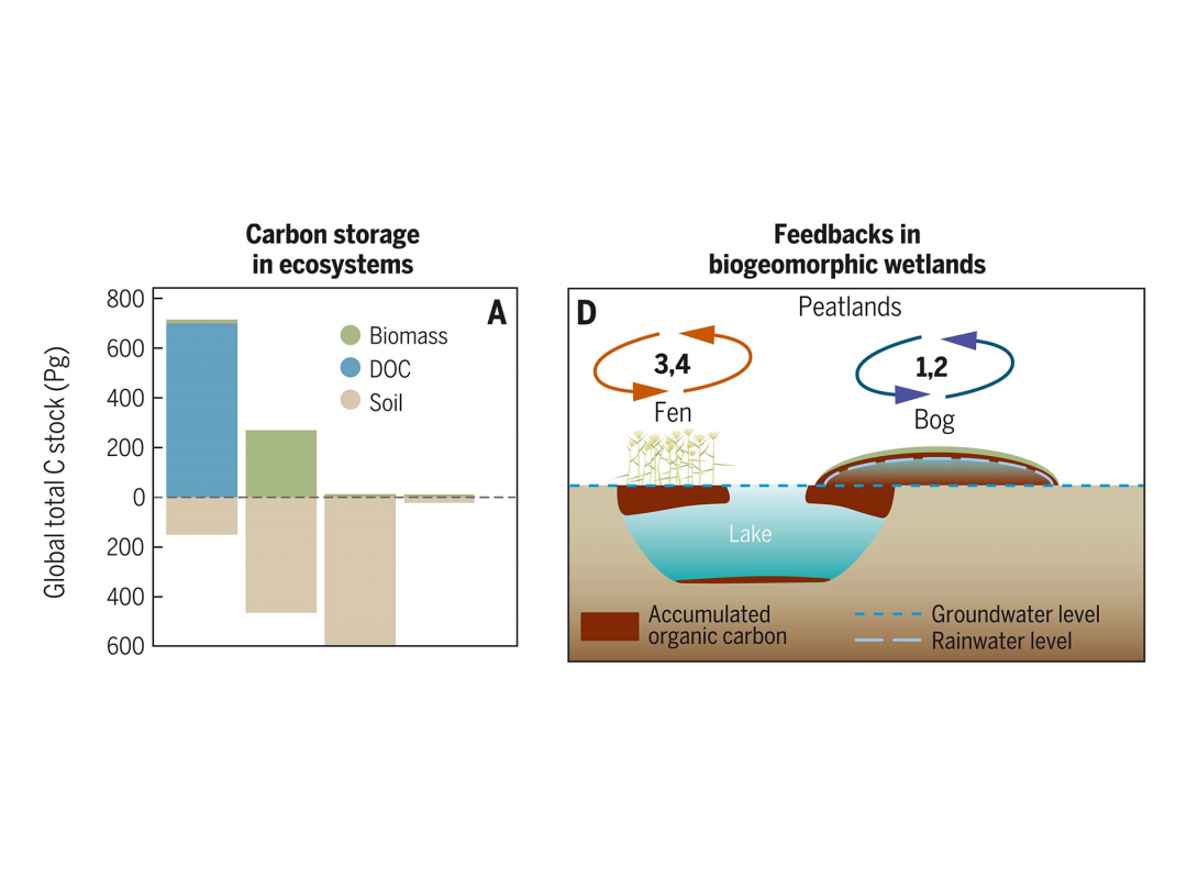 Infographic on carbon storage in biogeomorphic wetlands.