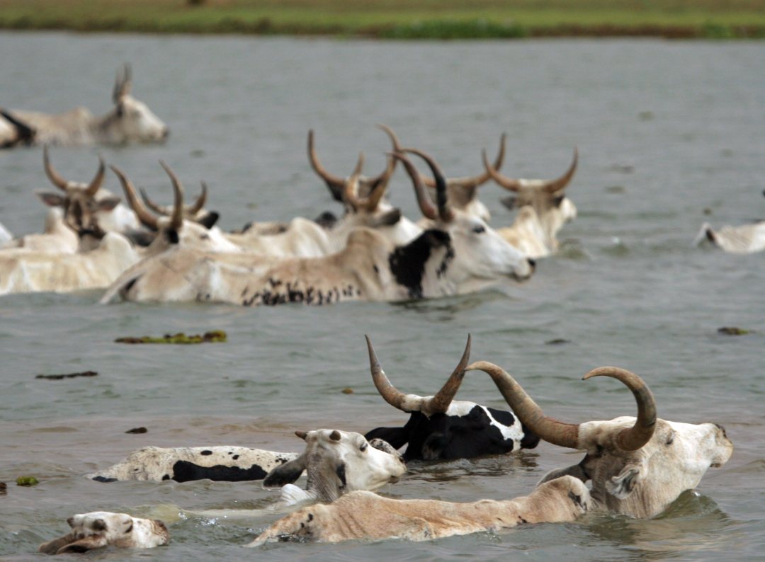 Cattle crossing the Niger river in Mali