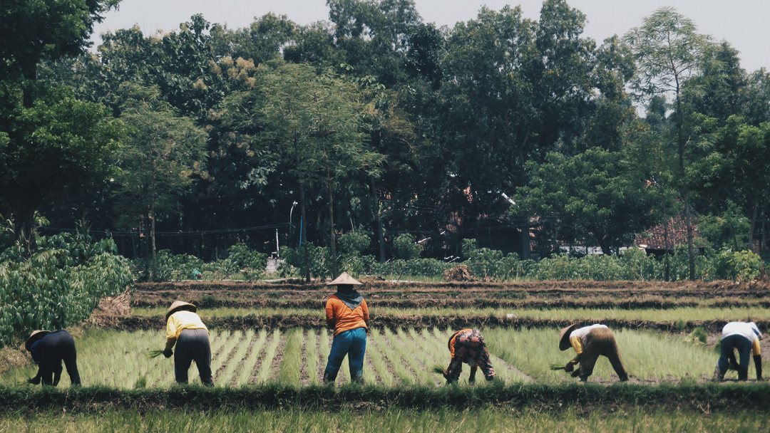 Indonesian farmers working on the land. Photo: Unsplash