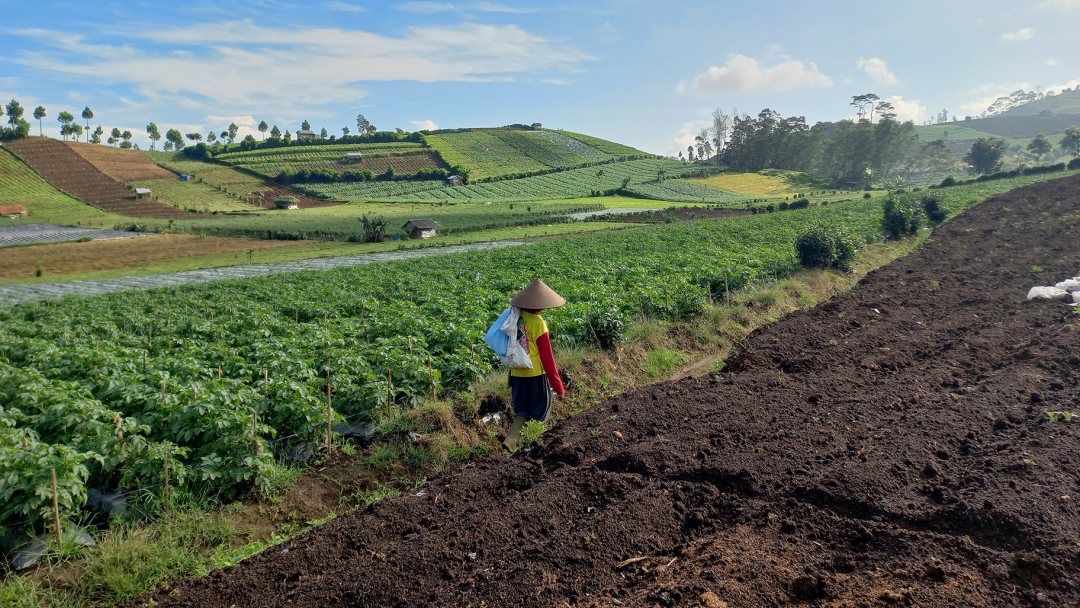Image of a cultivated land in Kaliguwa, Indonesia.