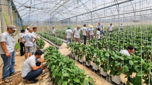 Field days under the Partners for Water Programme's project “Improving water availability and safety through optimised irrigation and fertiliser application by hydroponic growers in Vietnam”. Photo: HollandDoor.