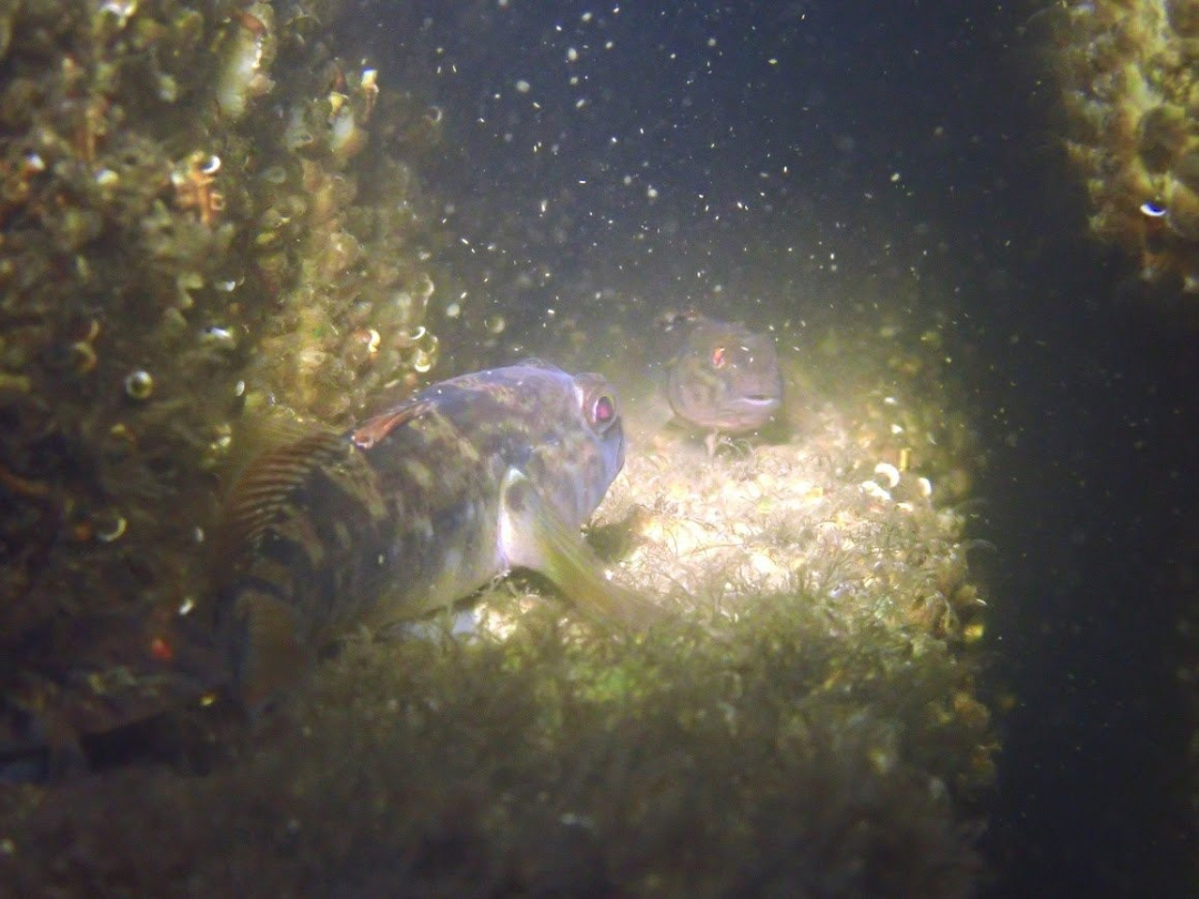 Fish sheltering in Reef block. Photo: Reefy