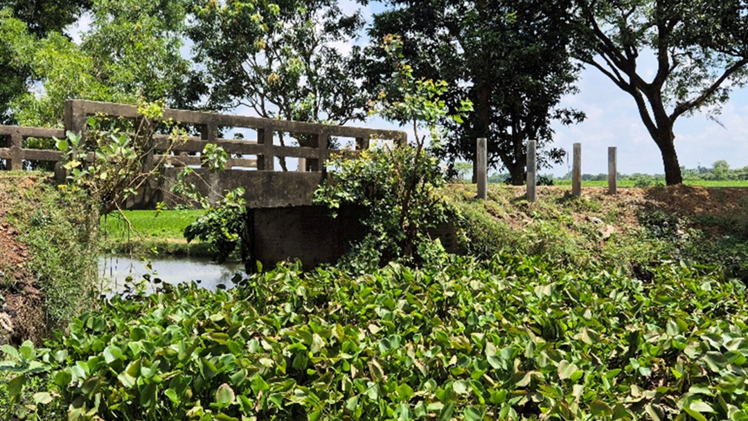 BD Green Roads photo
