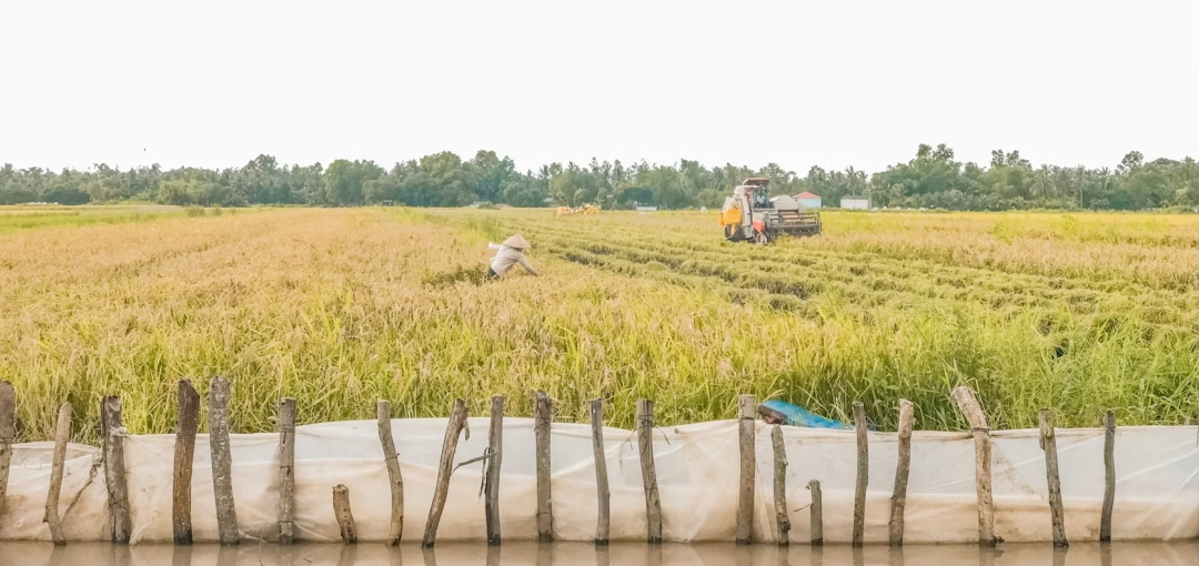 Mekong Delta. Photo via Unsplash by Giau Tran