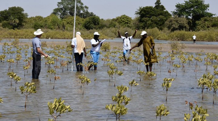 Mangrove communities learn to value biodiversity - Wetlands International