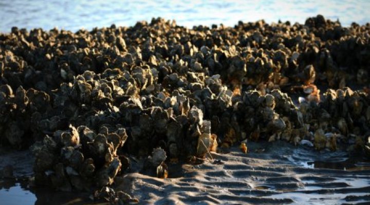 Oyster reef