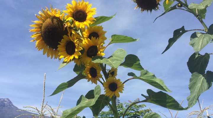 Sunflower field in Tanzania