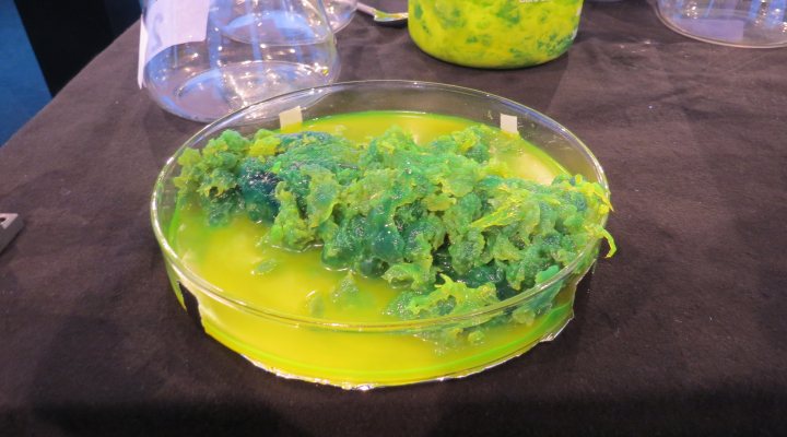 Live on stage production of Kaumera from sewage sludge