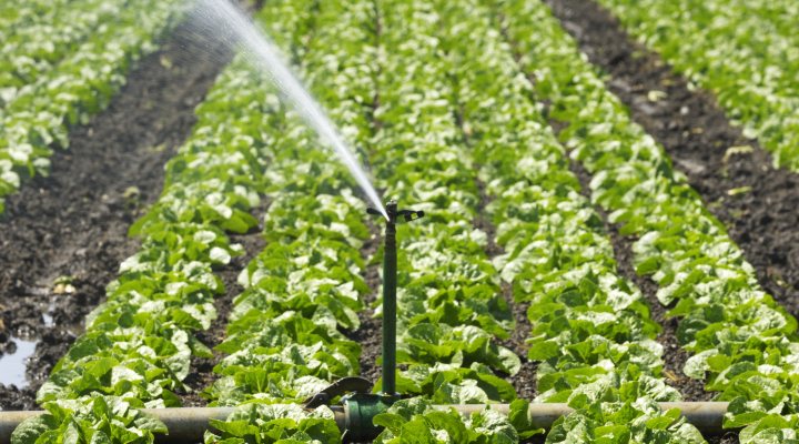 Irrigation of crops