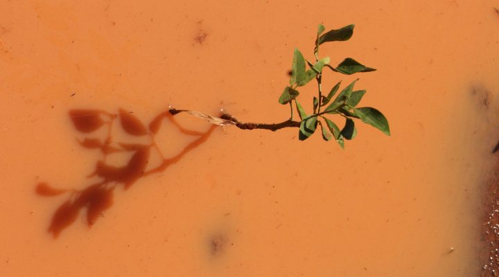 Plant in red earth flooded