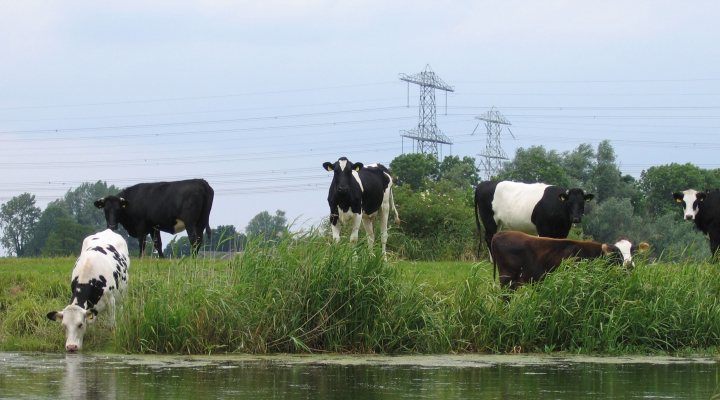 Cows in Dutch agricultural area
