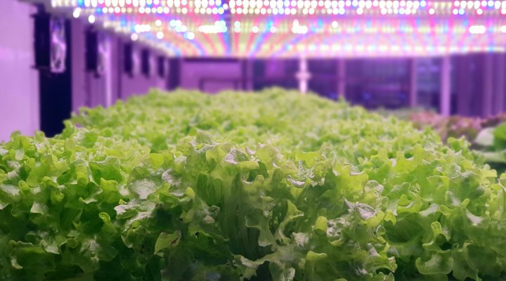 Indoor farming of lettice by Grow Group