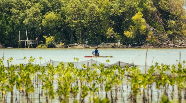 Mangrove forest along Indonesian coast