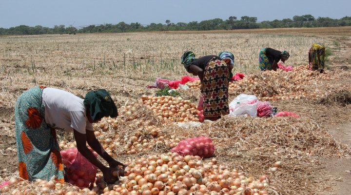 Women onion farmers at work in Africa