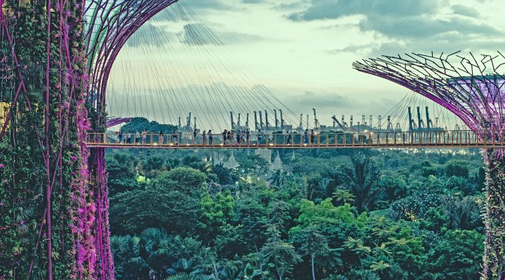Walkway between super trees, Singapore