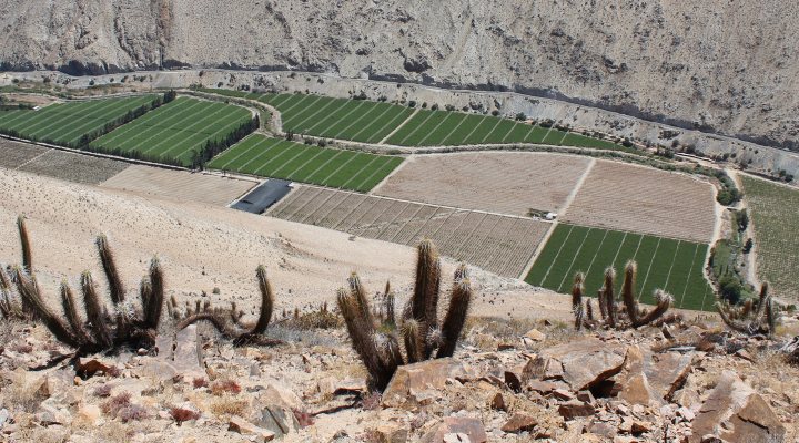 Agriculture in Chile
