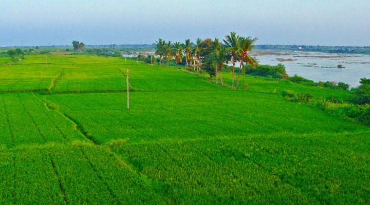 Indian rice fields near river