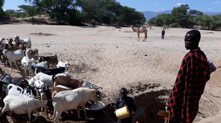 Cattle at a water well in Sahel