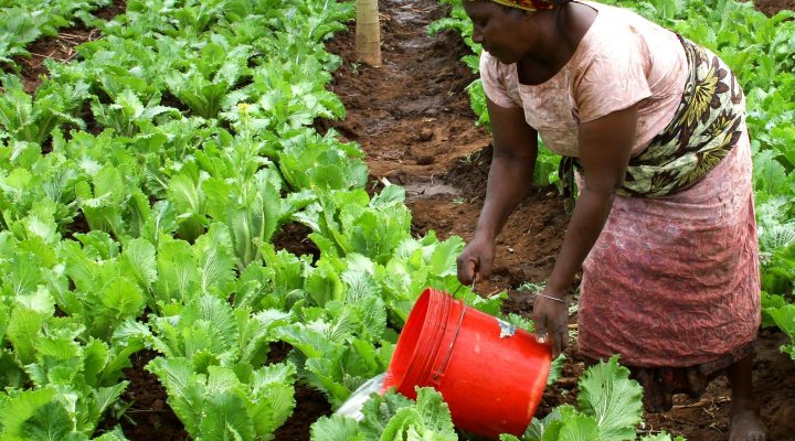 Woman watering her crops.