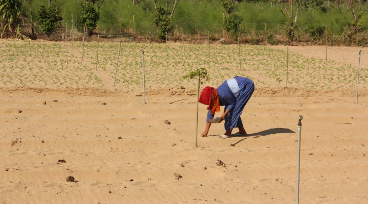 Agricultural field in Vietnam