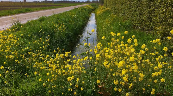 Meadow with flowers and water