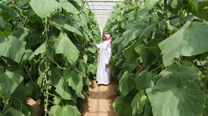 Collaboration Dutch horticulture and water sector - Photo Hoogendoorn Growth Management