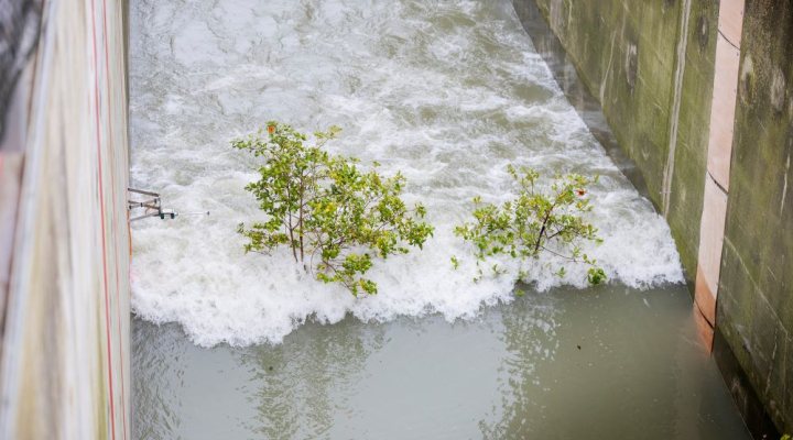 Testing the strength of mangrove trees under extreme wave conditions at the Delta Flume. Photo: TU Delft / Deltares