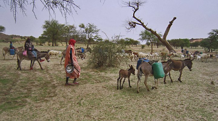 dws-acacia-dafur3-mules-770px