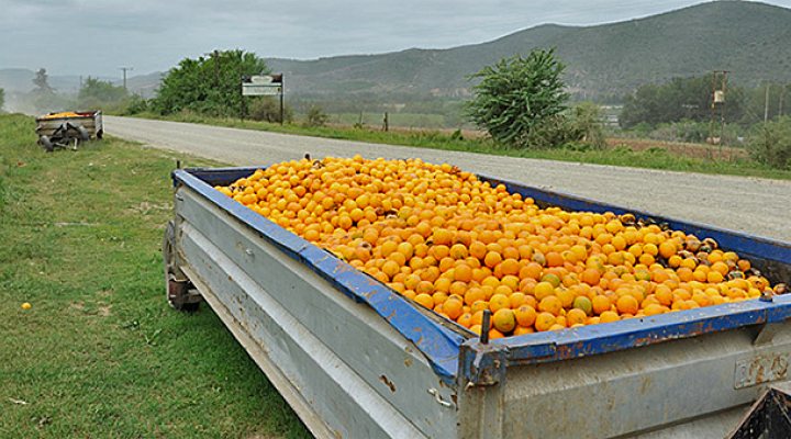 dws-aquaterranova-south-africa-food-770px-1