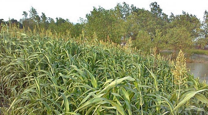dws-cordaid-green-bag-levee-bangladesh-flourishing-650px