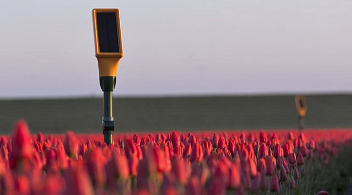 dws-dacom-eijkelkamp-sensetion-tullips-770px